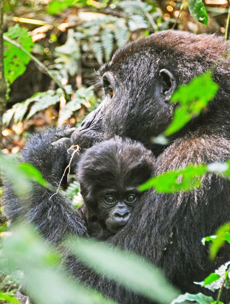 how much is gorilla trekking permit in uganda