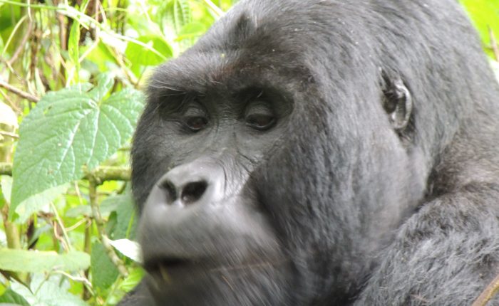 mgahinga gorilla