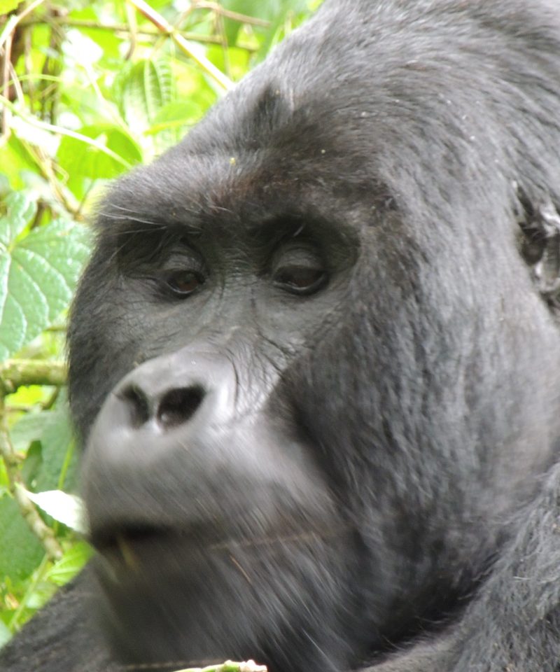 mgahinga gorilla