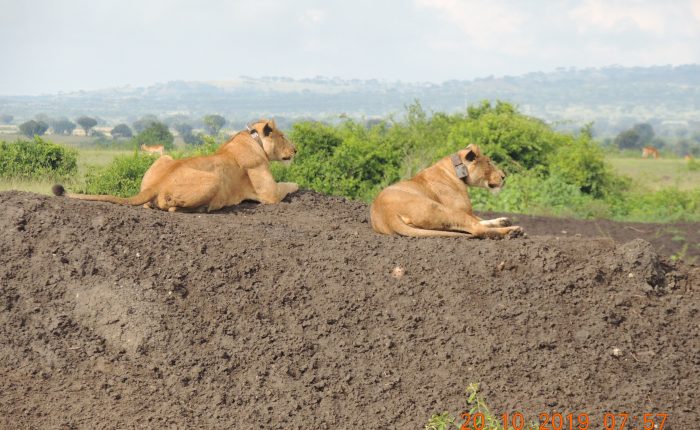 lions experience in uganda