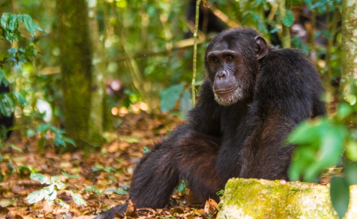 4 days kibale national park chimpanzee trekking