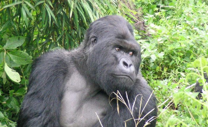 4 Days Uganda primate safari with Gorillas