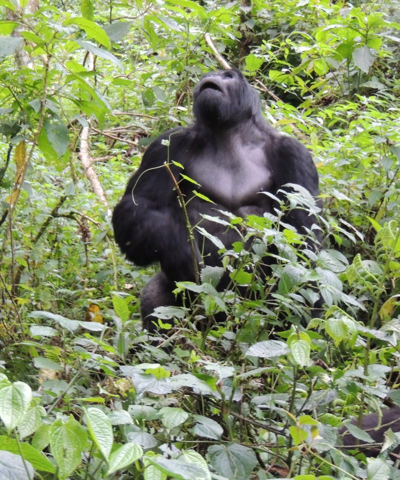 gorilla trekking safari