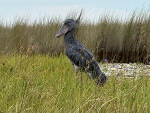 shoebill tour mabamba swamp