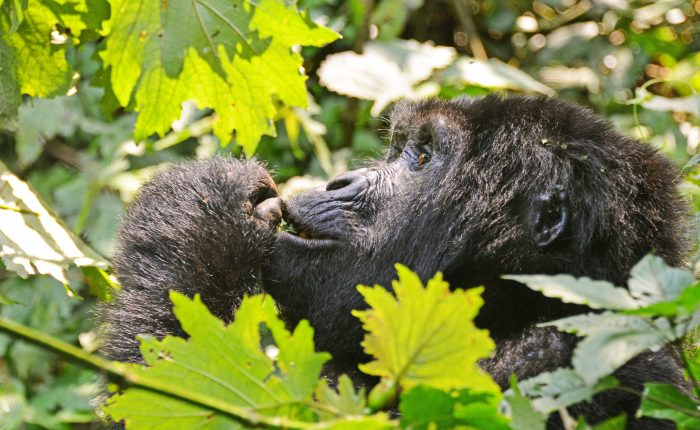 5 Days Gorilla trekking safari in Uganda
