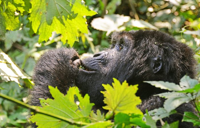5 Days Gorilla trekking safari in Uganda