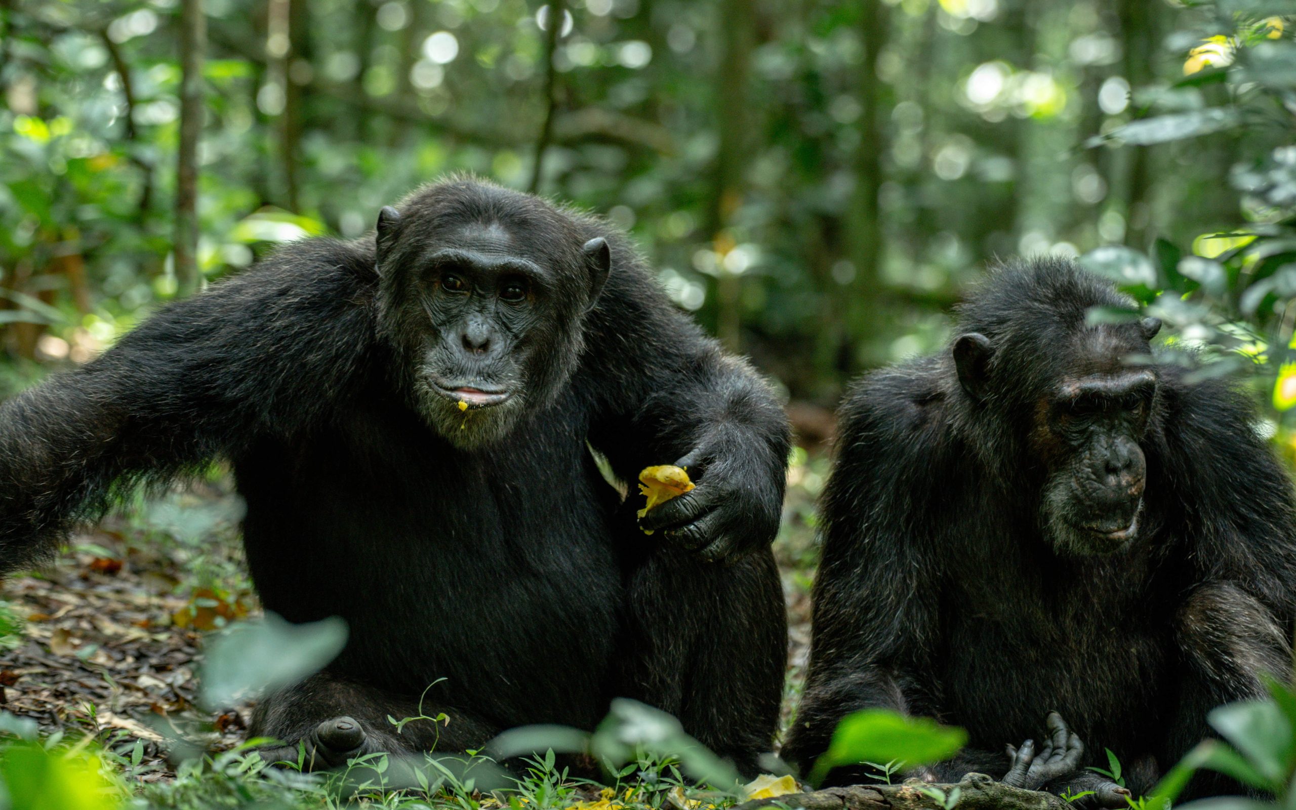 10-Day Wildlife, Big 5, Chimpanzee, and Gorilla Safari