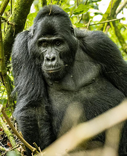 Mgahinga Gorilla National Park 2